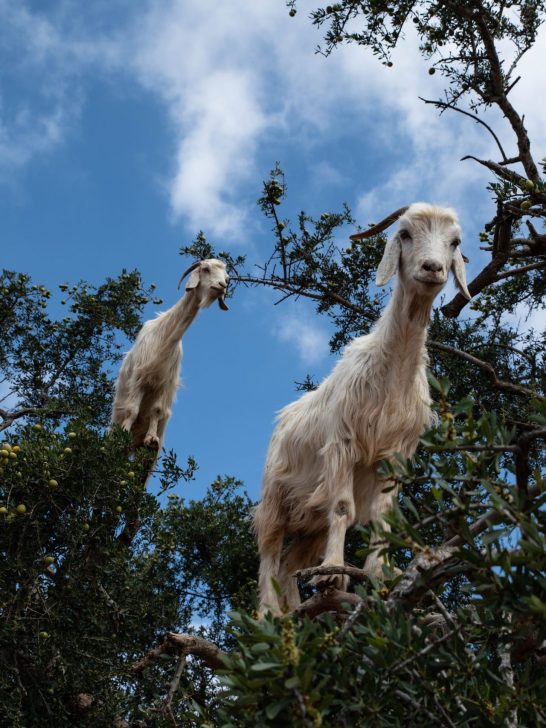 MARMOTS AND MARMOTS AND MARMOTS