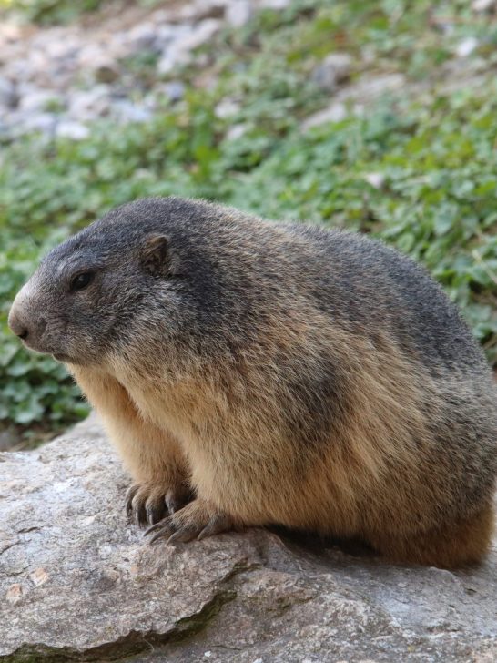 Video Schema in Card